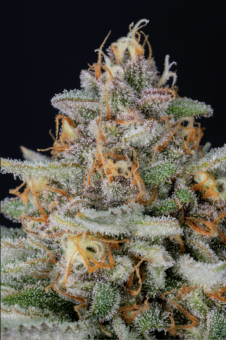 Strawberry Pie Auto - картинка 7