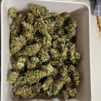 Gelato Seeds - картинка 9