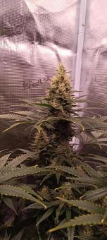 Ice Cream - картинка 1