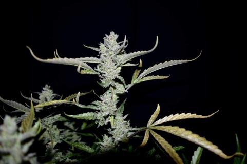 Amnesia Zkittlez Auto - картинка 3