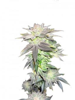 Alpujarreña - картинка 8