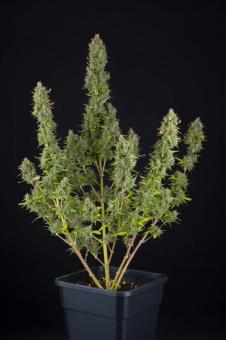 Gelato 41 - картинка 3