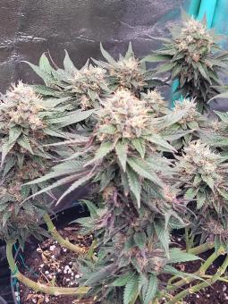 Tropicana Cookies FF - картинка 5