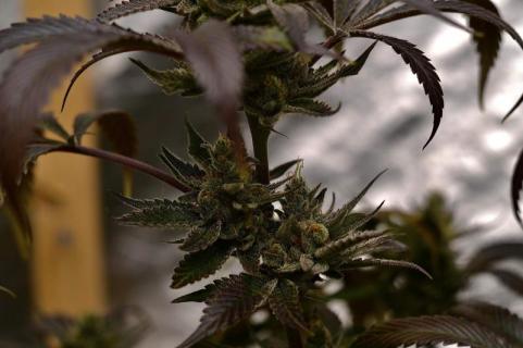 Purple Lemonade FF - картинка 6