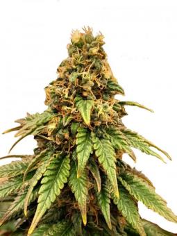 Lemon O.G. - картинка 1