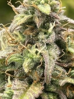 Trainwreck Auto - картинка 5