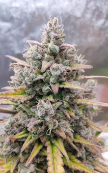 Purple Punch OG XL Auto - картинка 3