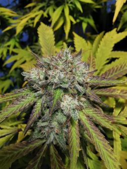 GG4 Sherbet FF - картинка 4