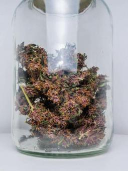 Buddha Purple Kush Auto - картинка 1