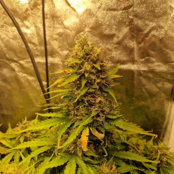 Gorilla Auto (Gorilla Glue Auto) - картинка 4