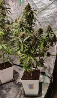 Red Strawberry Banana Auto - картинка 5