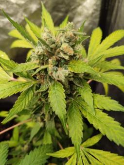 TnT Trichome - картинка 6