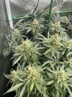 Super Mad Sky Floater - картинка 5