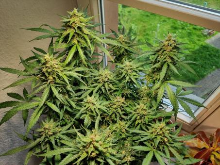 Buddha Diesel - картинка 3