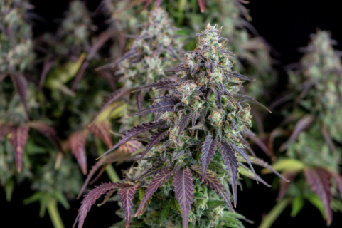 Lemon Pie Auto - картинка 5