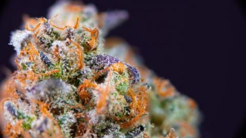 Tropicanna Banana - картинка 11