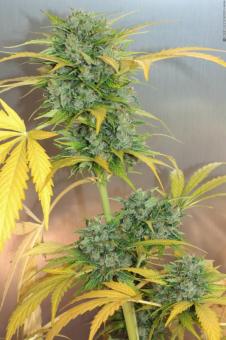 Auto White Russian - картинка 1