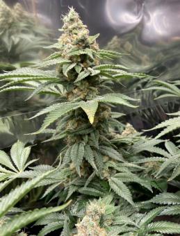 BCN Sour Diesel - картинка 4