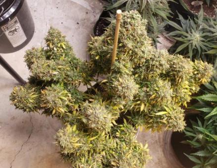 Critical Auto - картинка 5