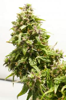 Medikit Auto - картинка 2