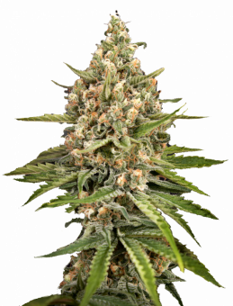 Bubba Slush - картинка 2