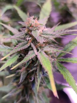 Buddha Auto Zkitt - картинка 3