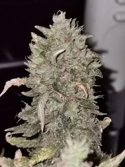 Cream Caramel F1 Fast Version - картинка 4