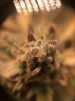 Wendy - картинка 5