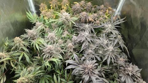 Orange Bud 2.0 - картинка 2