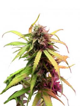 Ice Cream Cake - картинка 1