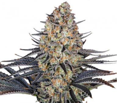 LSD - картинка 7