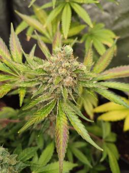 Gorilla Sherbet F1 Fast Version - картинка 3