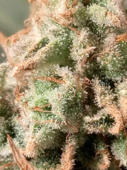 Z-Kiem - картинка 5