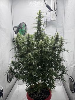 Wendy Auto - картинка 1