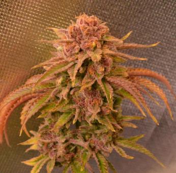 Auto Candy XXL genetics - картинка 5