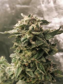 Sweet Mandarine Zkittlez F1 Fast Version - картинка 5