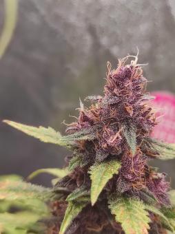 Purple Punch OG - картинка 3