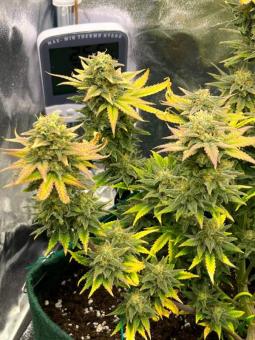 Lost Pearl - картинка 6