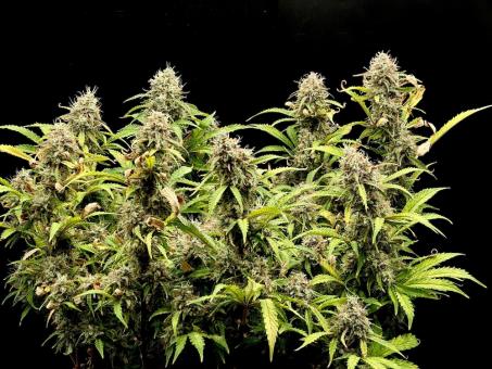 Gorilla Cookies Auto - картинка 3