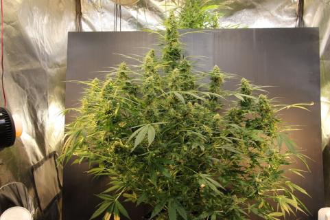 Auto Jack - картинка 5