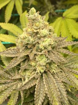 Ramses - картинка 5