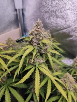 O.G Kush Auto - картинка 5