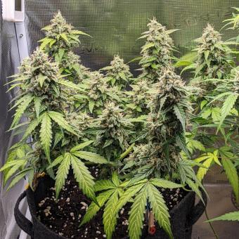 Skywalker Auto - картинка 3