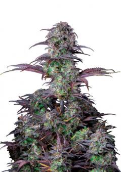 Blueberry Auto - картинка 1