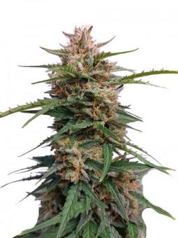 AK 47 Ultra genetics - картинка 6