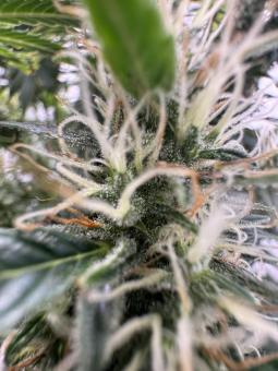 Wendy Auto - картинка 6