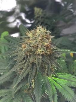 Lost Pearl - картинка 1