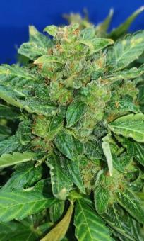 Auto White Devotchka genetics - картинка 3