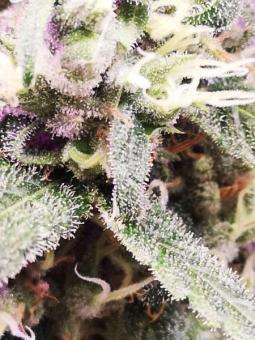 Quasar - картинка 7