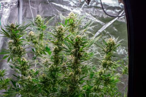 S.A.D. Sweet Afgani Delicious F1 Fast Version - картинка 2